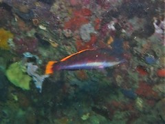 Pseudolabrus biserialis