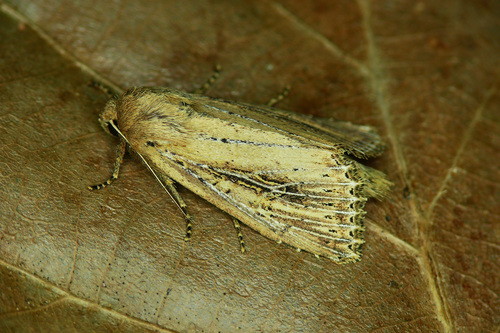 Bulrush Wainscot (Nonagria typhae) · iNaturalist