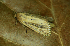 Nonagria typhae