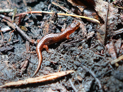 Desmognathus wrighti