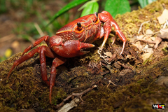 Takpotamon galyaniae