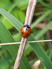 Coccinella septempunctata