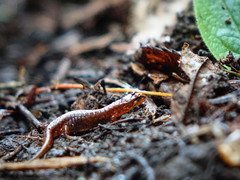 Desmognathus wrighti