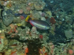 Pseudolabrus biserialis