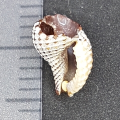 Raphitoma purpurea