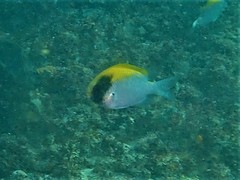 Chromis klunzingeri