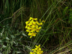 Senecio crenatus