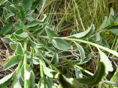 Senecio crenatus