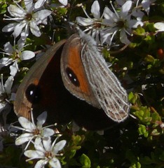 Pseudonympha trimenii trimenii