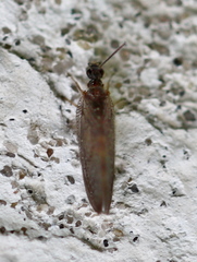 Sympherobius elegans