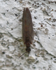 Sympherobius elegans