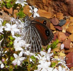 Pseudonympha trimenii trimenii