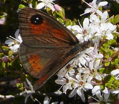 Pseudonympha trimenii trimenii