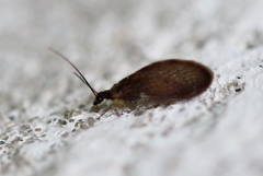 Sympherobius elegans