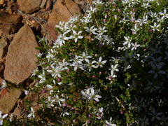 Pseudonympha trimenii trimenii