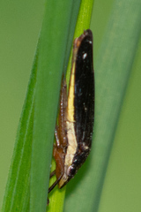 Homalodisca insolita