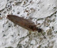 Sympherobius elegans