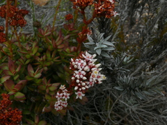Crassula rubricaulis