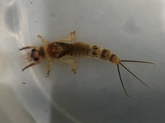 Ephemera danica