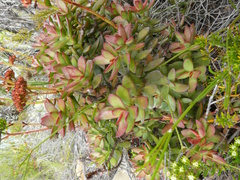 Crassula rubricaulis