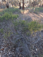 Acacia montana