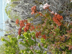 Crassula rubricaulis