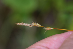 Carex siccata