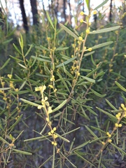 Acacia montana