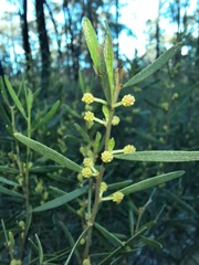 Acacia montana