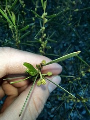 Acacia montana