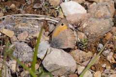 Hyponephele lycaon