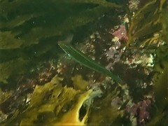 Halichoeres brownfieldi