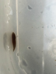 Erpobdellidae