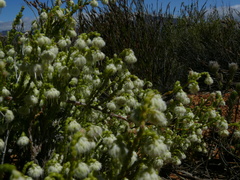 Erica senilis