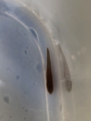 Erpobdellidae