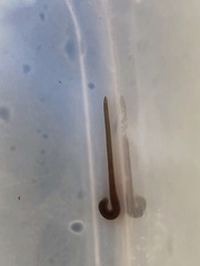 Erpobdellidae