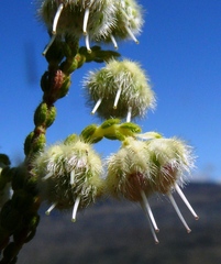 Erica senilis
