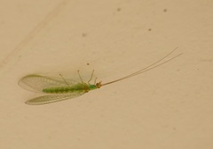 Plesiochrysa atalotis