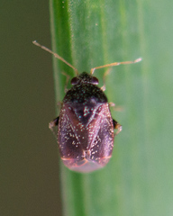Phoenicocoris