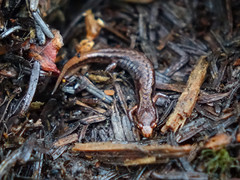 Desmognathus wrighti