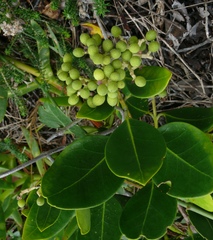 Olea capensis capensis