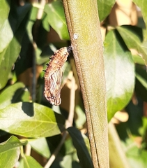 Actinote pellenea