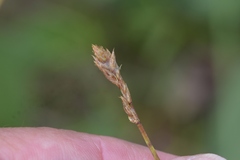 Carex siccata