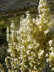 Erica leucanthera