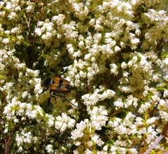 Erica leucanthera