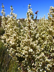 Erica leucanthera