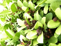 Maytenus procumbens