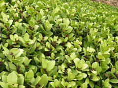 Maytenus procumbens
