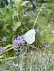 Pieris napi