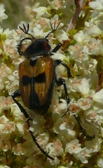 Campulipus limbatus